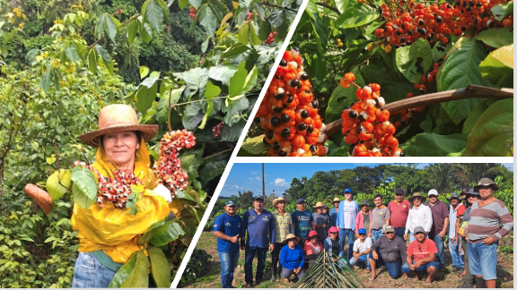 AGROFRUT: A força do GUARANÁ que move a economia de URUCARÁ