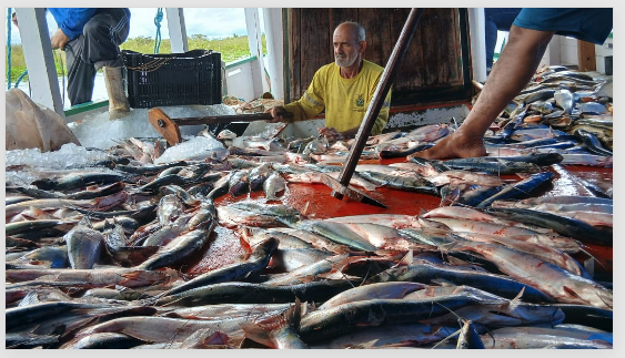 Mapará, PAA e a omissão da Conab no Amazonas. Veja valores…