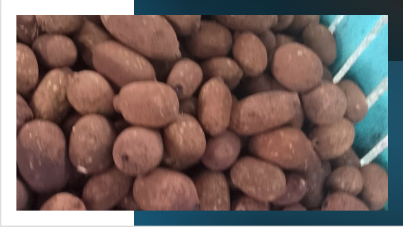 ADS/CONAB: Enquanto milhões circulam em programas públicos, o cupuaçu é descartado