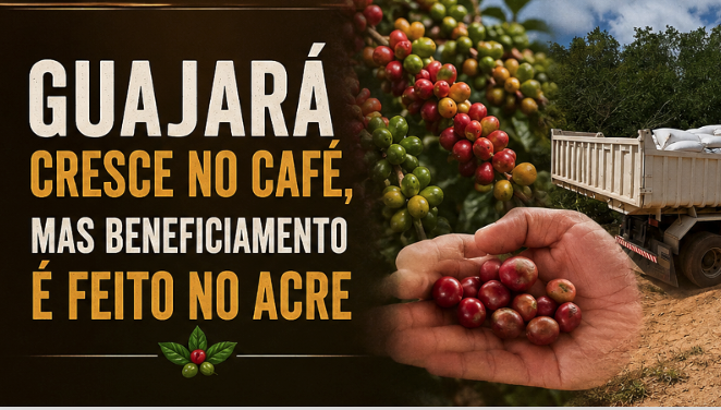 Guajará cresce no café, mas beneficiamento é feito no Acre