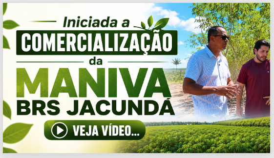 Iniciada a comercialização da MANIVA BRS JACUNDÁ. Veja vídeo…