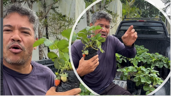 Mudas de MORANGO BIG para climas quentes