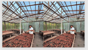 Comunidade Rosarinho: Amazônia conecta tradição e inovação rumo à bioeconomia global