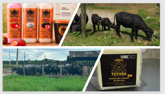 Bubalinocultura avança no Amazonas e aposta em genética para ampliar produção de leite