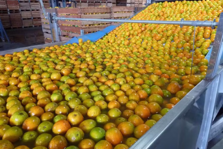R$ 10 milhões para a LARANJA. Como fica o Amazonas com a safra de peixe popular?