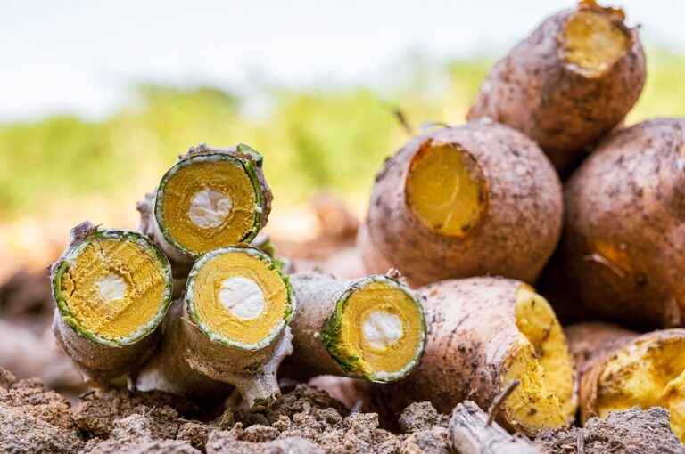 Embrapa realizou curso sobre cultivo de mandioca em Silves (AM)