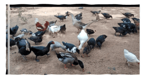 Produtora rural procurando mercado para vender 25 patos…