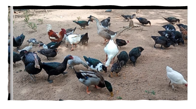 Produtora rural procurando mercado para vender 25 patos...