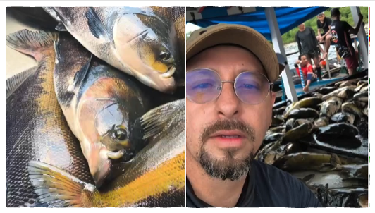 Vídeo da pesca do TAMBAQUI em Fonte Boa veio acompanhada de uma manifestação (leia)