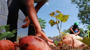 Inscrições para o Prêmio Planeta Campo terminam neste domingo