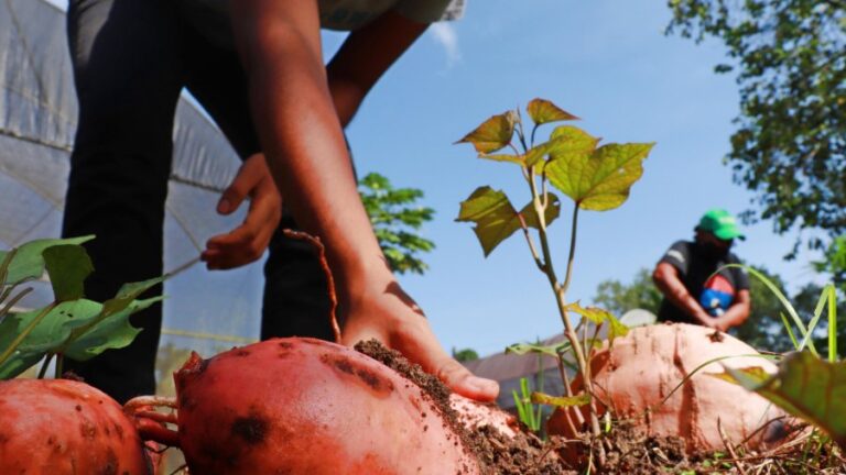Inscrições para o Prêmio Planeta Campo terminam neste domingo