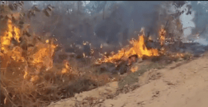 🔥 URGENTE: SOCORRO IMEDIATO! CADÊ os AMBIENTALISTAS? As ONGs bilionárias? Videos e meu comentário…