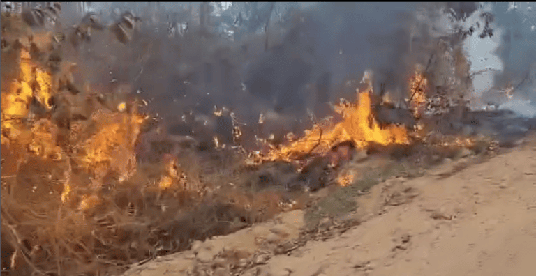 🔥 URGENTE: SOCORRO IMEDIATO! CADÊ os AMBIENTALISTAS? As ONGs bilionárias? Videos e meu comentário…